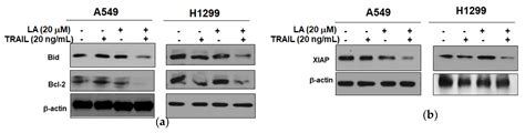 Ijms Free Full Text Lambertianic Acid Sensitizes Non Small Cell