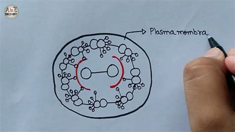 How To Draw Section Of Cilia Or Flagella Structure Of Cilia Or