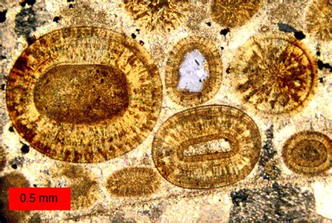 Cementacja Geologia Wikipedia Wolna Encyklopedia