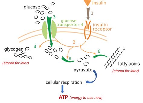 Glucose Regulation And Utilization In The Body