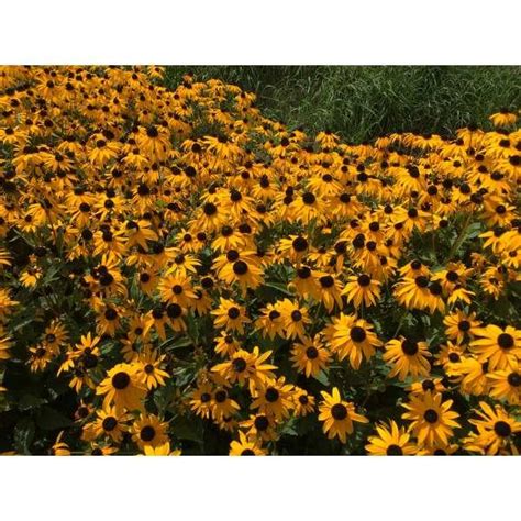 Zonnehoed Rudbeckia Fulgida Var Sullivantii Goldsturm Vaste