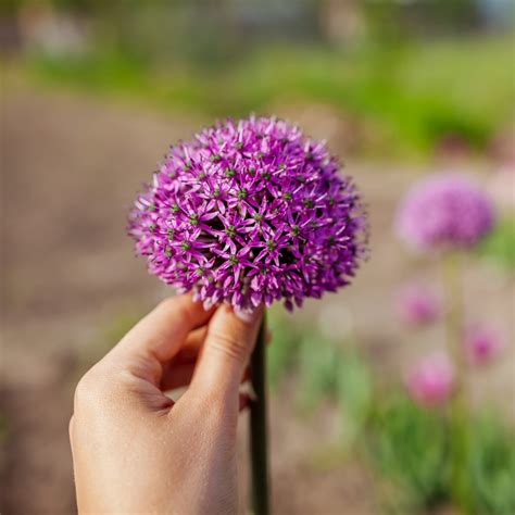 Allium Gladiator Cm Sklep Z Ro Linami Cocaflora