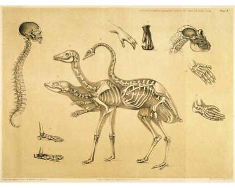 Antique Anatomy Illustration Animal Skeletons Wall Art Vintage