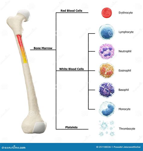 Lymphocyte Basophil And Mast Cell Vector Illustration Cartoondealer