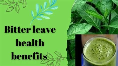 Health Benefits Of Bitter Leaf Bitter Leaf Benefits Youtube