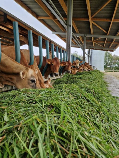 Mise La Repro Des Vaches Laiti Res Ferme Pilote De Bel Orient