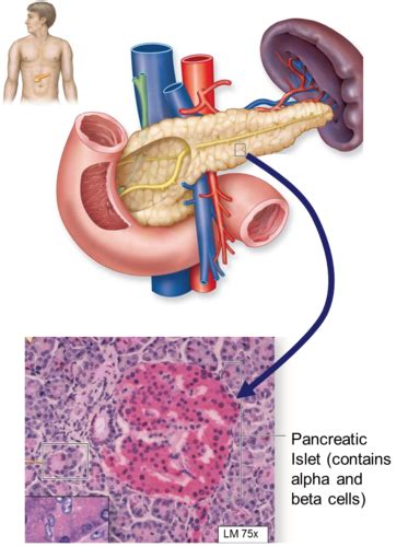 Endocrine Pancreas Flashcards Quizlet