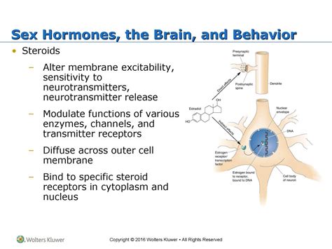 Chapter 17 Sex And The Brain Ppt Download