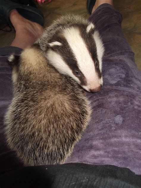 Ryedale Wildlife Rehabilitation: North Yorkshire Badger Cubs.