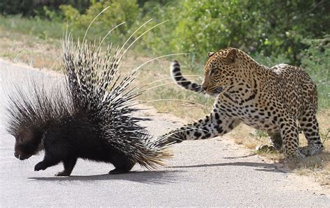 Can Porcupines Shoot Their Quills? | Stillunfold
