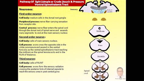 Magdy Said Anatomy Series Neuroanatomy 18 Tracts Of Spinal Cord Avi V1 Youtube