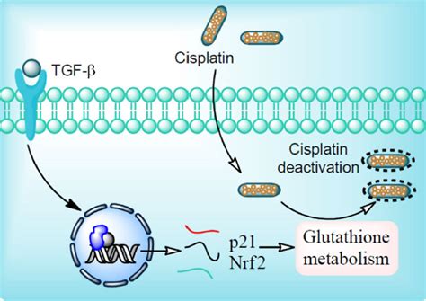 Mechanism Of Cisplatin Resistance Ligand Binding To Transforming