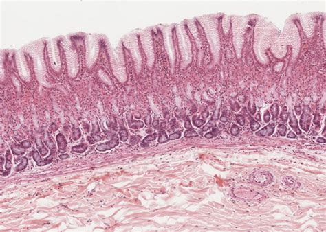 Digestive System Meyers Histology