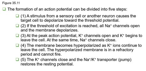 Action Potential Diagram Quizlet