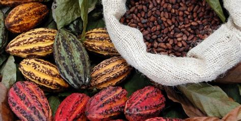 Precios Del Cacao Alcanzan M Ximos Hist Ricos Por Escasez De Oferta En