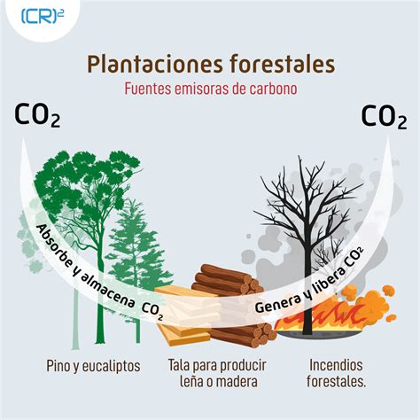 Estrategia climática de Chile y plantaciones forestales Centro de