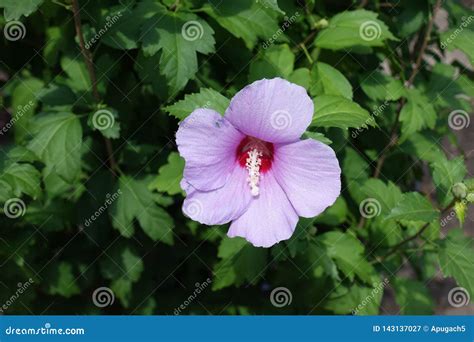 Flor Rosada Hermosa Del Syriacus Del Hibisco Imagen De Archivo Imagen