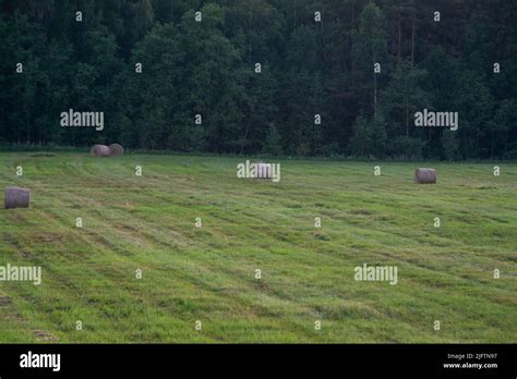 Round Straw Bales On A Field After The Grain Harvest Stock Photo Alamy