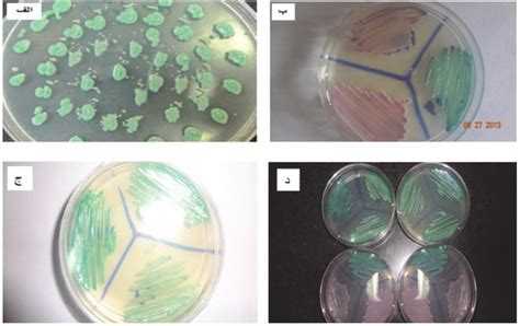 Candida Isolates Grown On Chromagar A C Albicans As Control B C