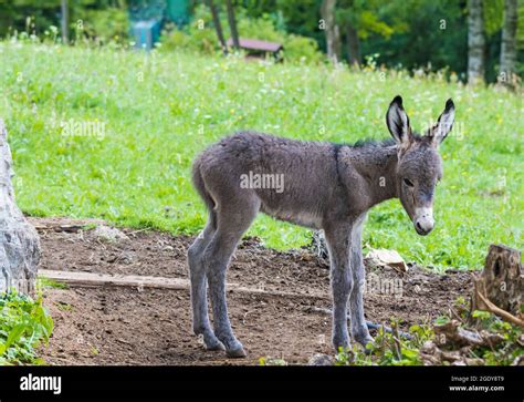 cute baby donkey  relax   farm stock photo alamy