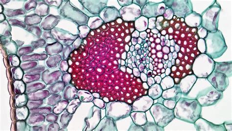 Angiosperm Morphology Abaxial Vascular Bundle In Yucca Le Flickr