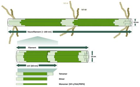 Cells Free Full Text Much More Than A Scaffold Cytoskeletal