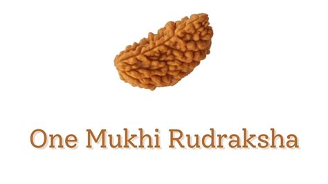 One Mukhi Rudraksha, It's Benefits, Precautions, And Types