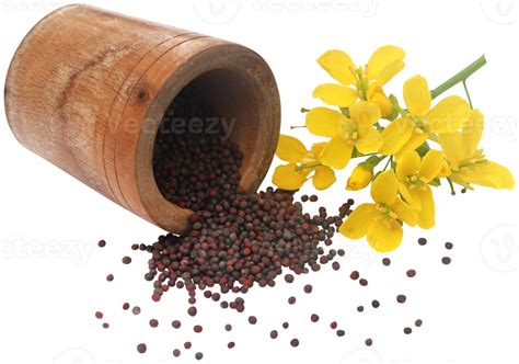 Closeup Of Mustard Flowers 31097966 PNG