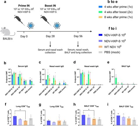 Intranasal Sars Cov 2 Omicron Variant Vaccines Elicit Humoral And