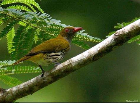 Philippine Oriole Animal Database Fandom Powered By Wikia
