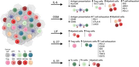 New Perspectives In Cancer Immunotherapy Targeting Il Cytokine