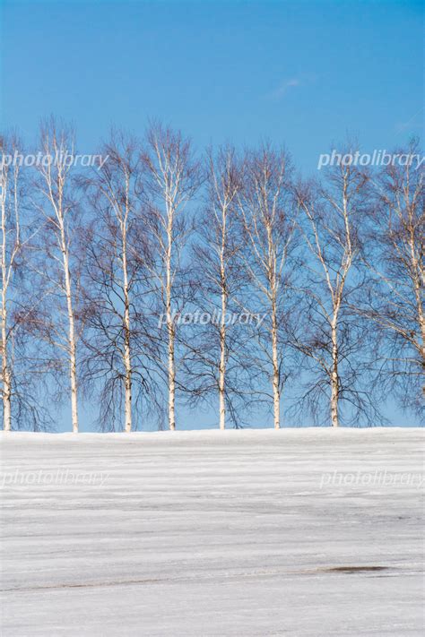 冬の丘のシラカバ林と融雪剤が撒かれた畑 美瑛町 写真素材 5831915 フォトライブラリー Photolibrary