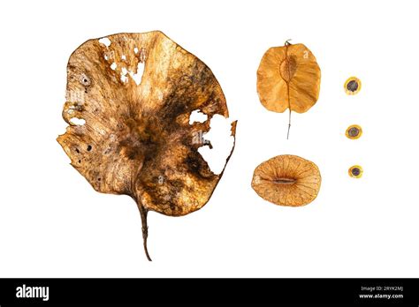 Seed Dispersal Wind Cut Out Stock Images And Pictures Alamy