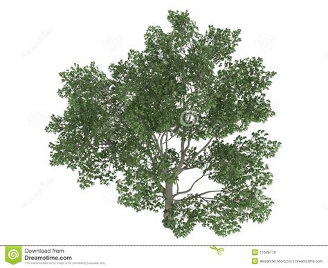 Sweetbay Magnolia Magnolia Virginiana Stock Illustration