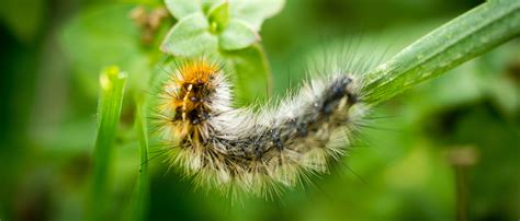 Searles Control Caterpillars Treatment