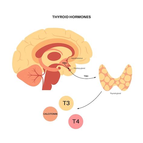 Diagrama Del Sistema De La Glándula Tiroides Ilustración Del Vector De