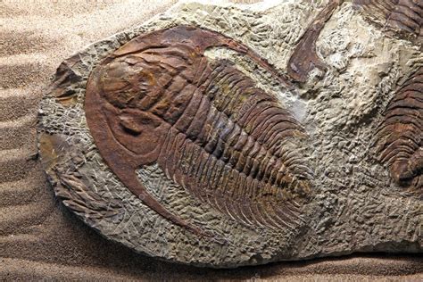 Trilobite fossil — Stock Photo © vichie81 #11146165