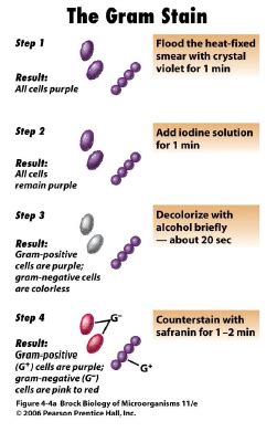 Experiment Gram Staining Flashcards Quizlet