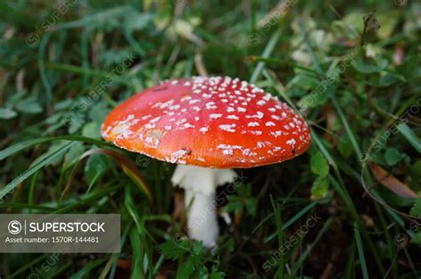 A Fly Agaric Mushroom Amanita Muscaria Growing In Grass SuperStock