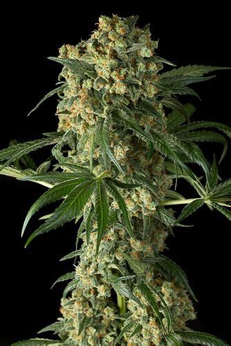 Big Kush De Dinafem Info De Variedad