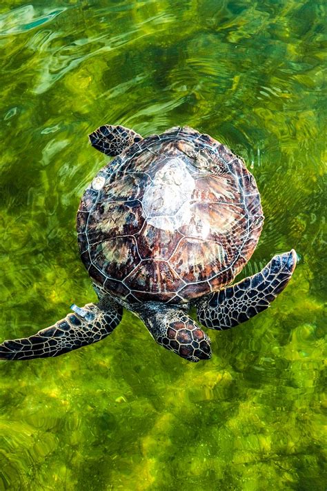 An endangered green sea turtle | Free Photo - rawpixel