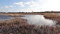 Category:Crossness Nature Reserve - Wikimedia Commons