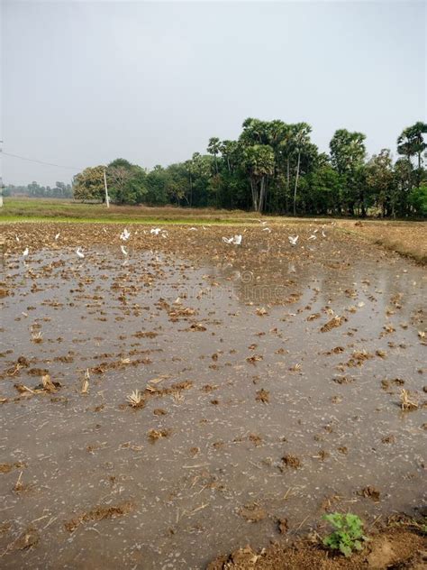 Most Of The Well Water Louisiana Stock Photo Image Of Coat Soil