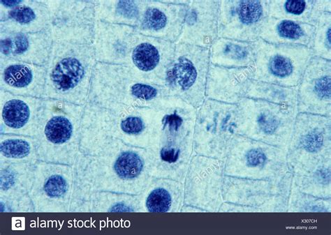 Animal Cell Telophase Microscope : Iii Mitosis In Animal Cells Obtain A Slide Of Chegg Com ...