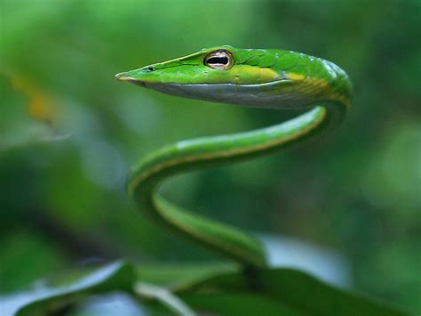 Reptile Facts Capitaldeath Green Vine Snake Oxybelis