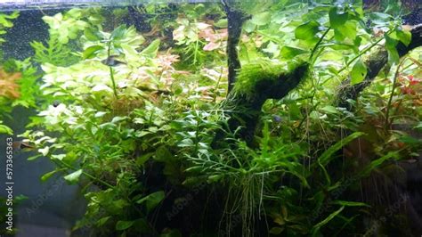 Ryoboku Planted Amano Style Aquascape Detail Lush Vegetation Plant