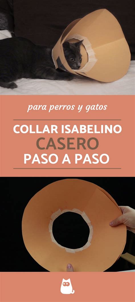 Aprende A Preparar Un Collar Isabelino Para Perros Y Gatos Con