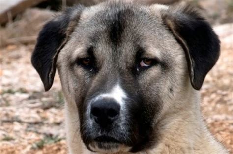 Anatolian Shepherd Or Karabash Everything You Need To Know