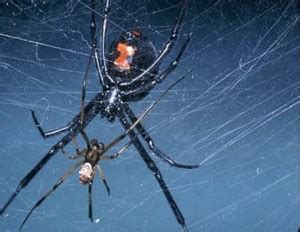 Black Widow | Department of Entomology | Washington State University