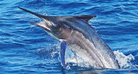 Black Marlin - The Billfish Foundation